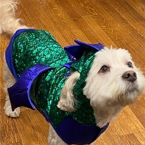 Green and Blue Dragon Costume for Your Fur Baby!